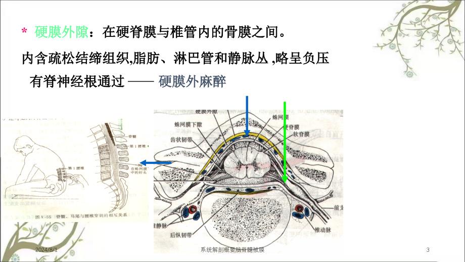 系统解剖概要脑脊髓被膜_第3页