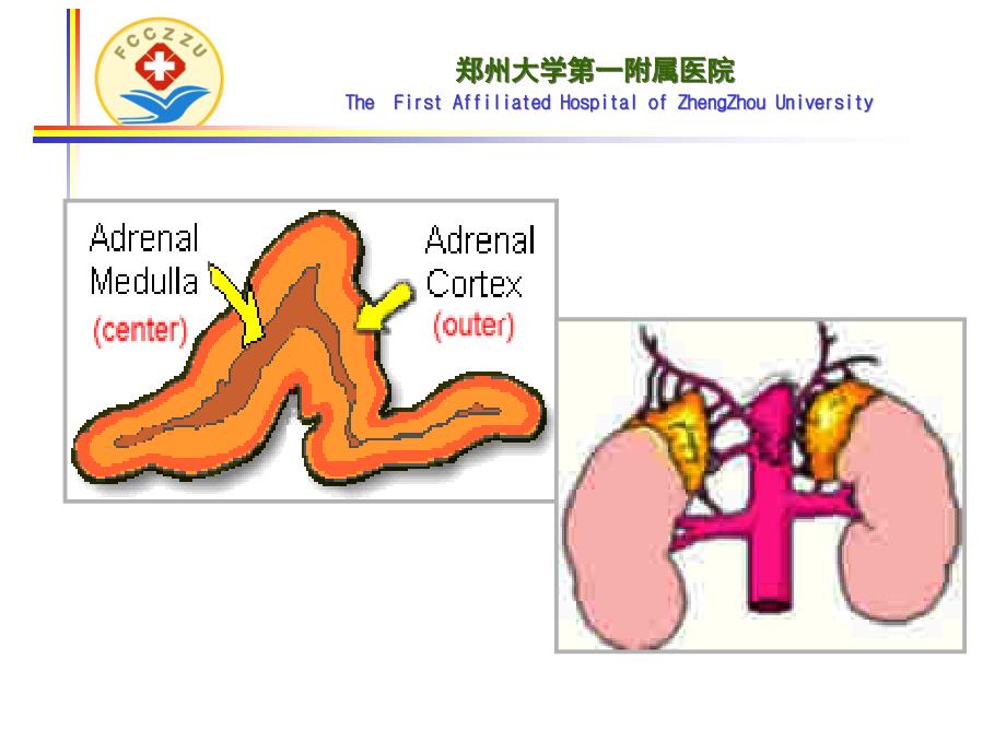 内科学教学课件：库欣综合征_第4页