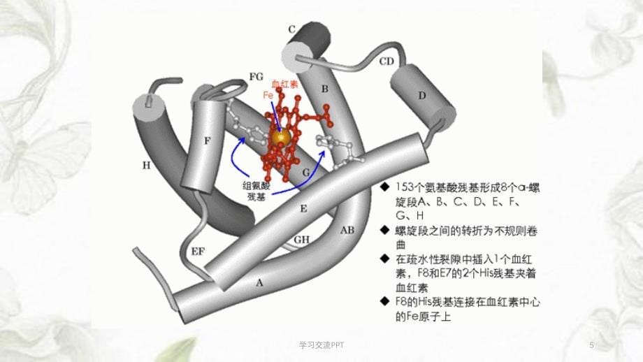 蛋白质结构与功能的关系课件_第5页