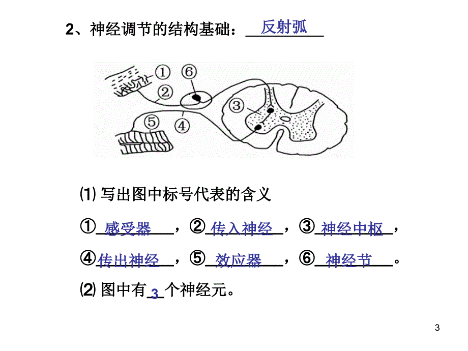 高考一轮神经调节ppt课件_第3页