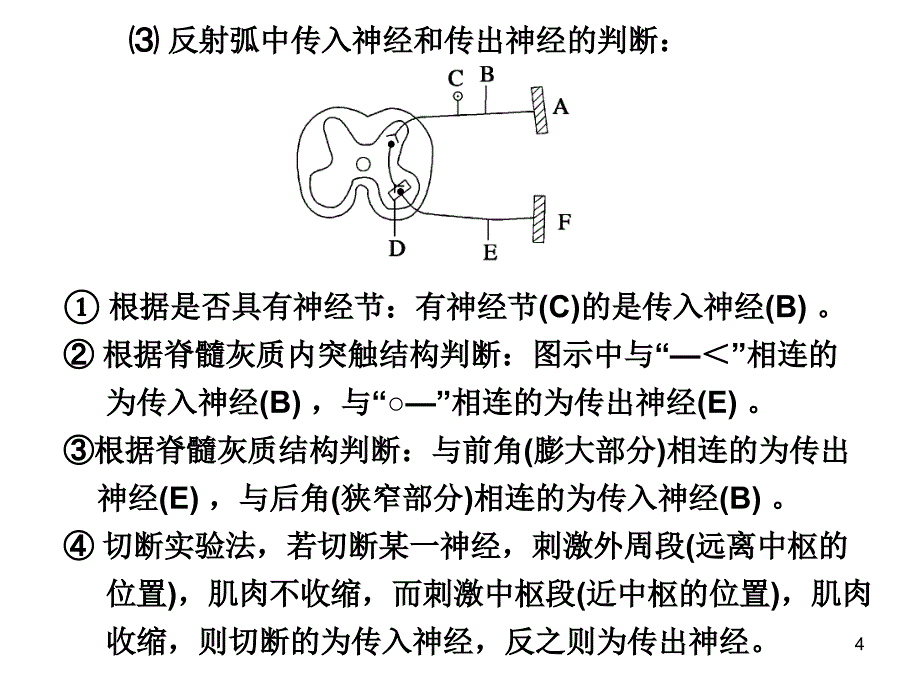 高考一轮神经调节ppt课件_第4页