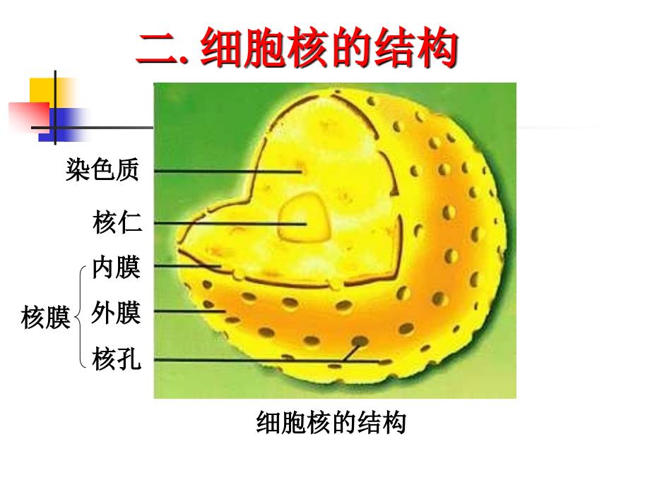 [资料]细胞核的构和功能1_第2页