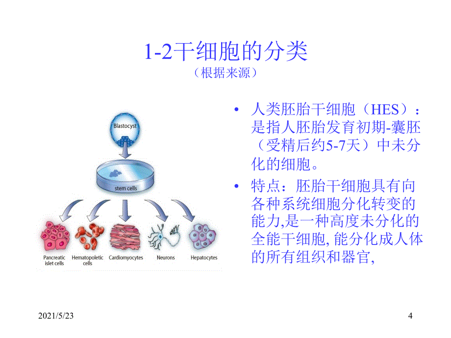 人类干细胞研究及伦理_第4页