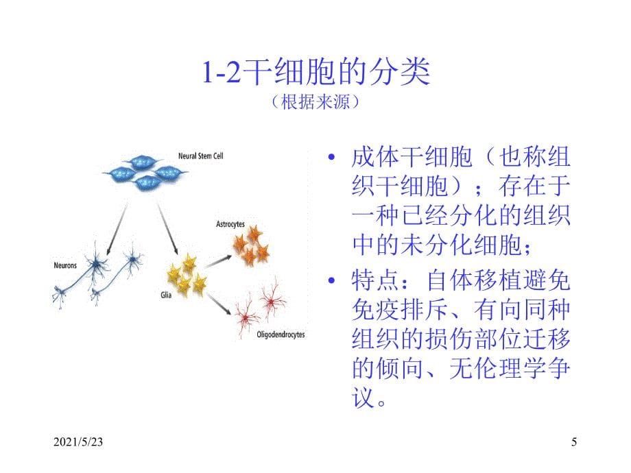 人类干细胞研究及伦理_第5页