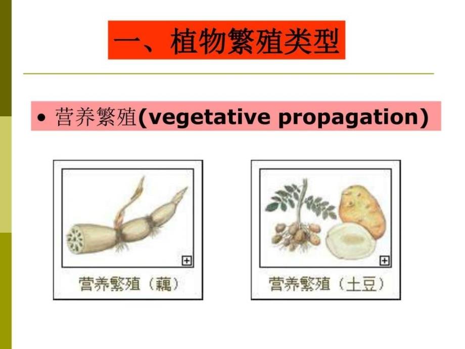 第五章植物的繁殖.ppt_第3页