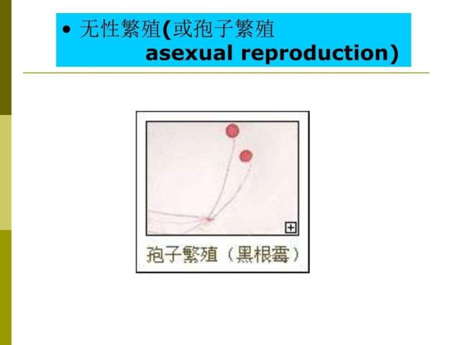 第五章植物的繁殖.ppt_第4页