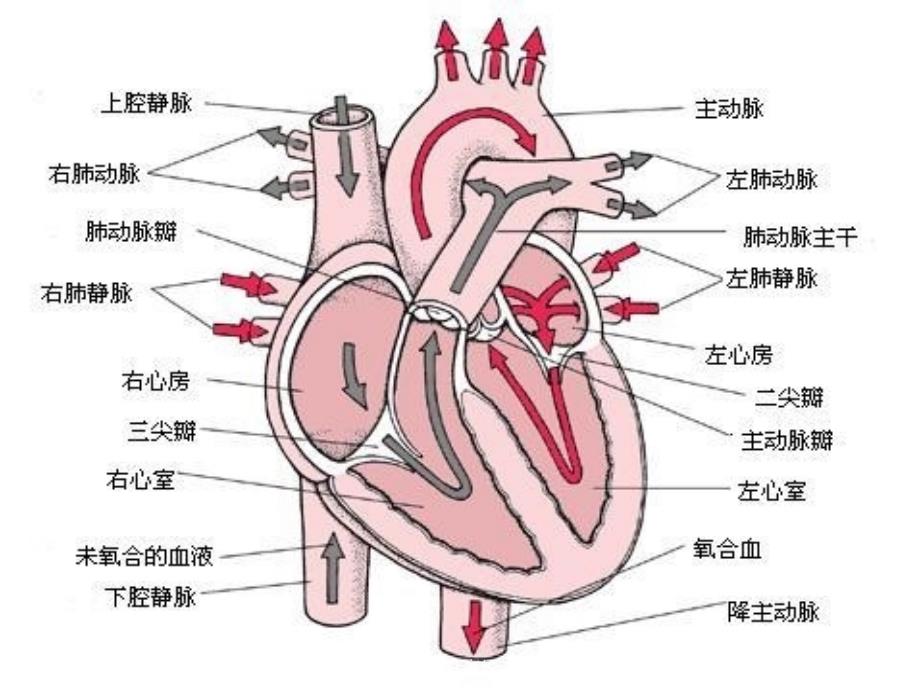 最新妊娠合并肺动脉高压的麻醉处理PPT_第2页