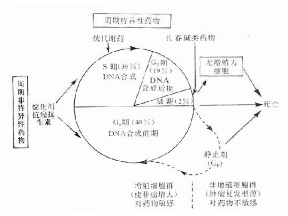 常见化疗药物的使用顺序及机理课件_第3页