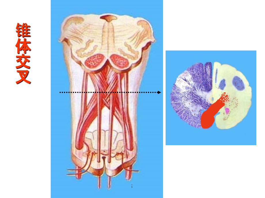 神经解剖之脑干横述ppt课件_第2页