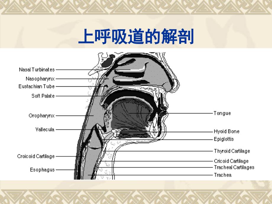 气道评估和管理PPT课件02_第3页