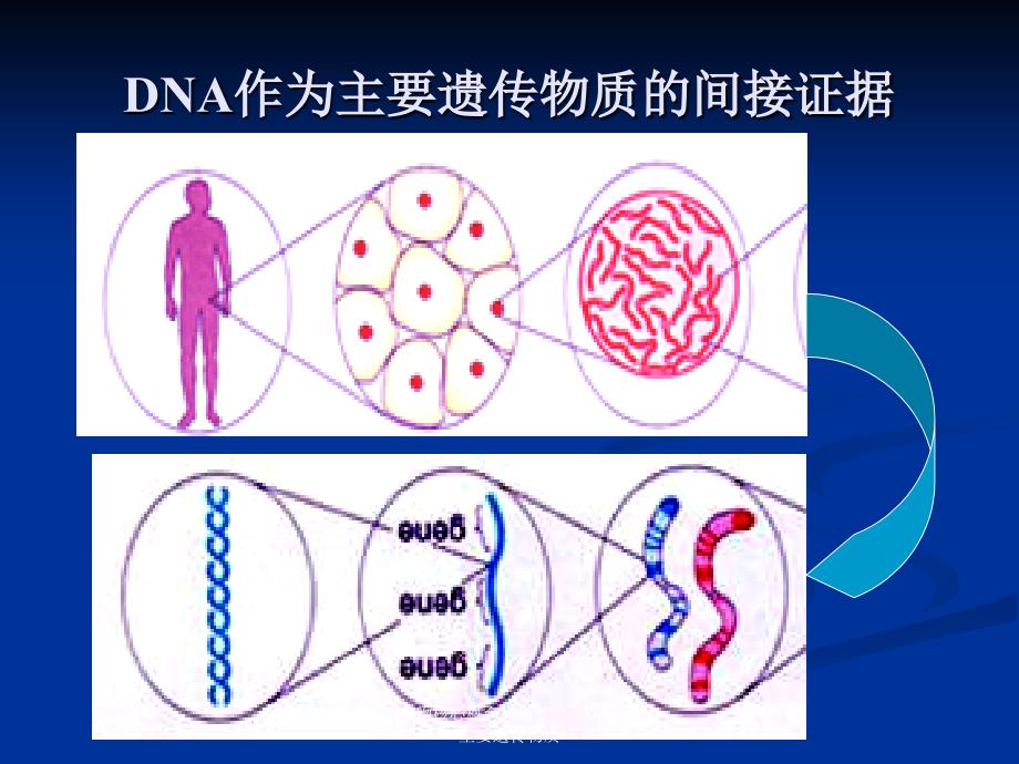 高中生物核心概念高考复习DNA作为主要遗传物质课件_第2页