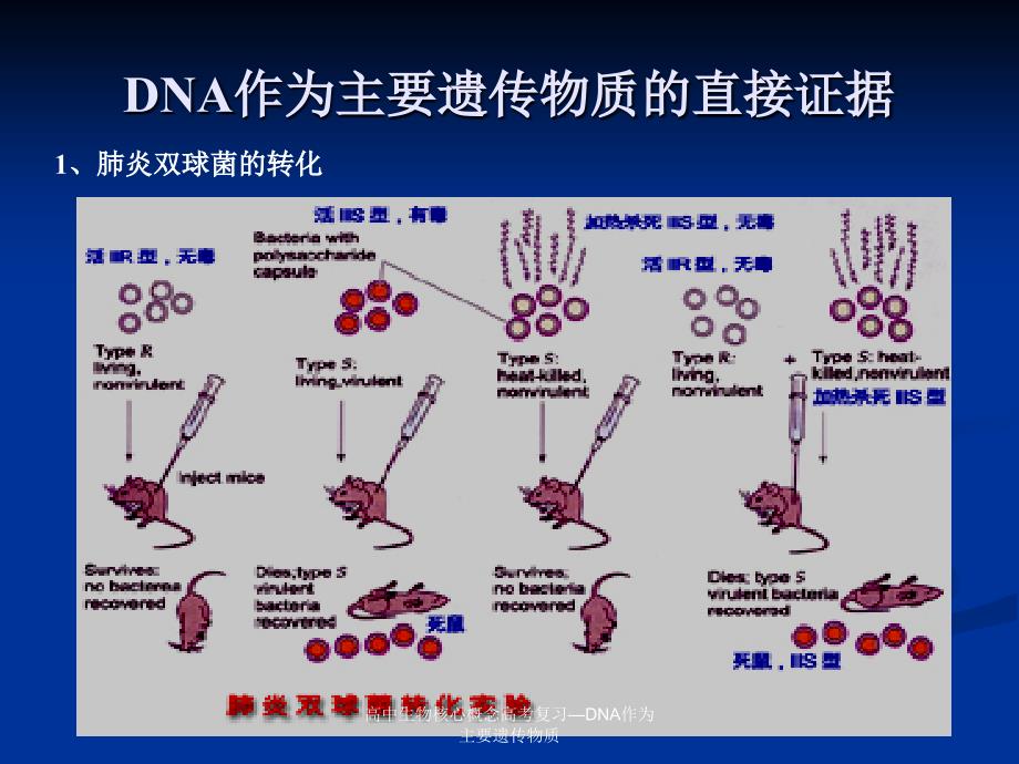 高中生物核心概念高考复习DNA作为主要遗传物质课件_第4页