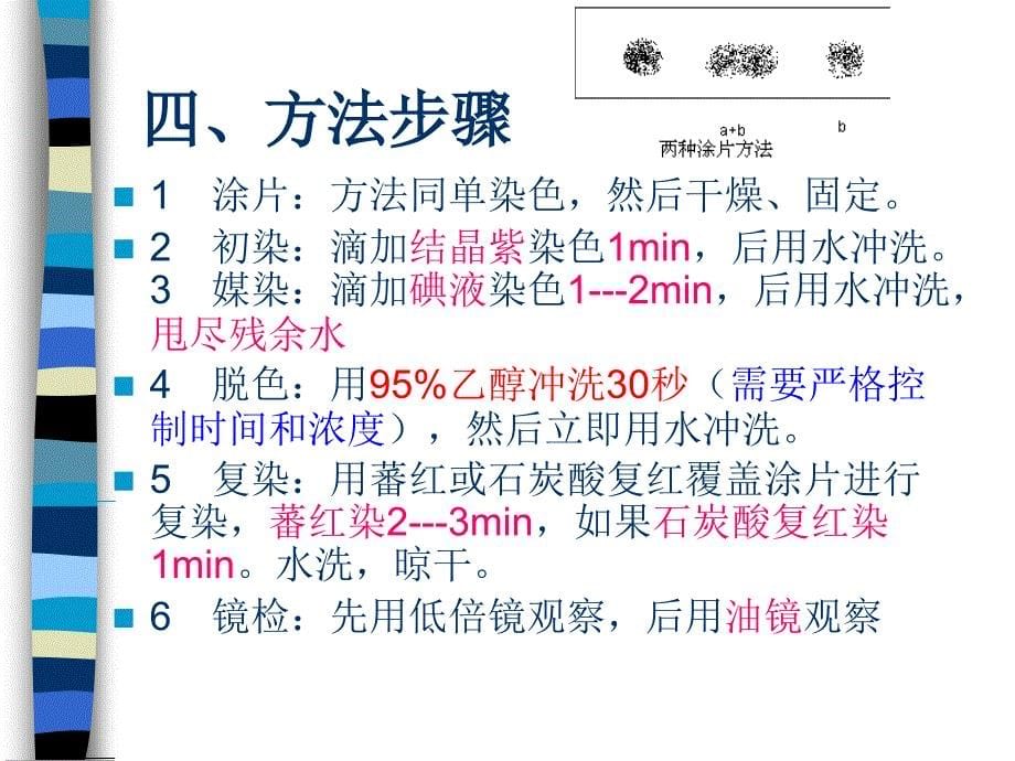 实验四革兰氏染色法PPT课件_第5页