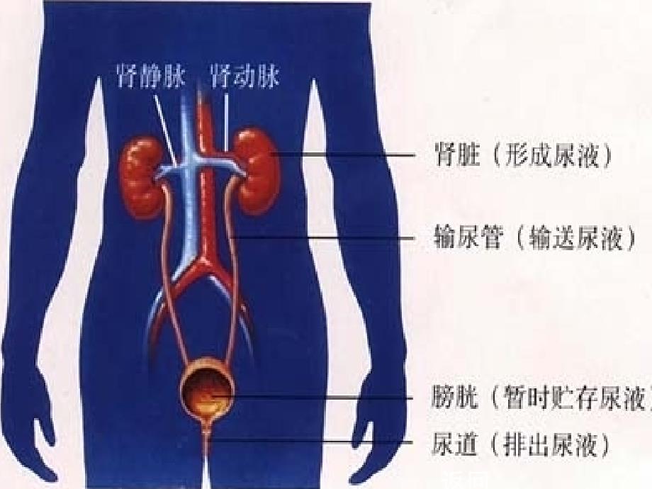 十一章人体内的废物排入环境_第3页