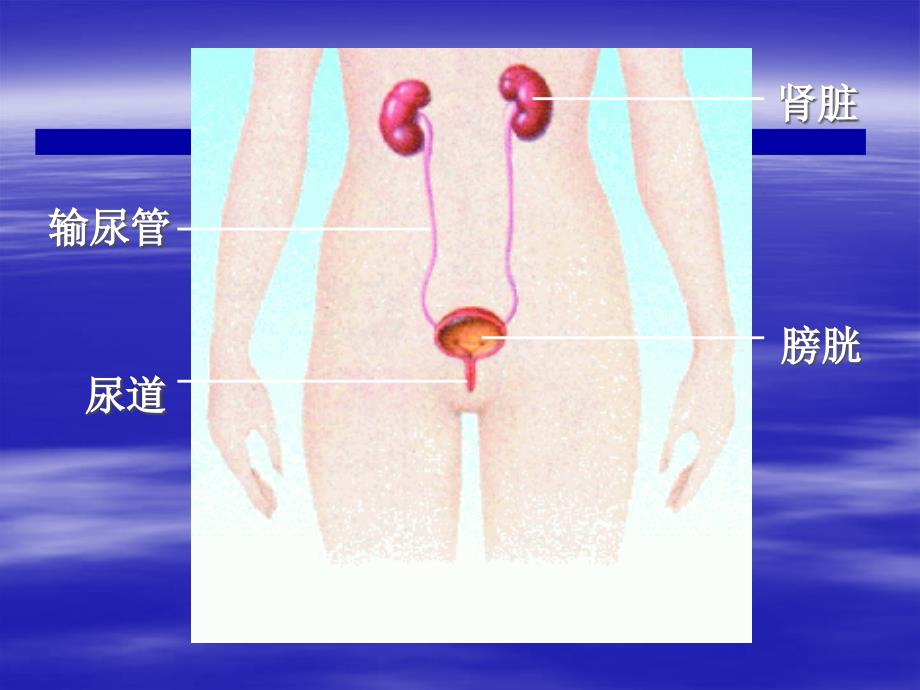 十一章人体内的废物排入环境_第4页