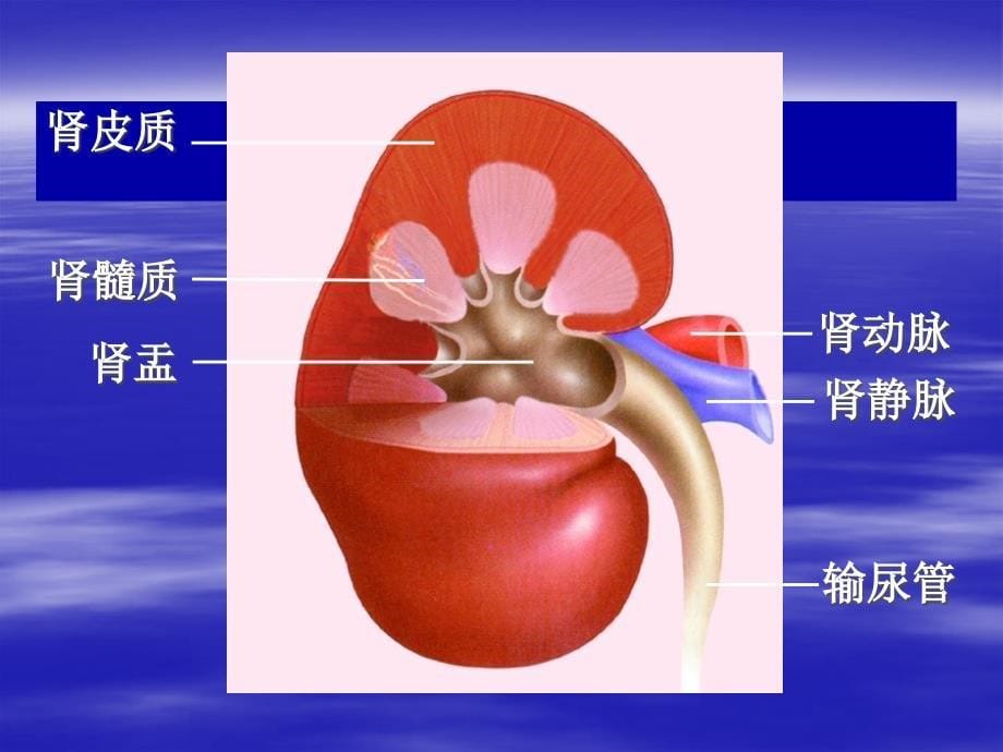 十一章人体内的废物排入环境_第5页