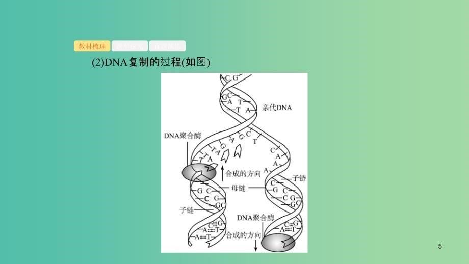 浙江专用2020版高考生物大一轮复习第六部分遗传的分子基础19遗传信息的传递和表达课件.ppt_第5页