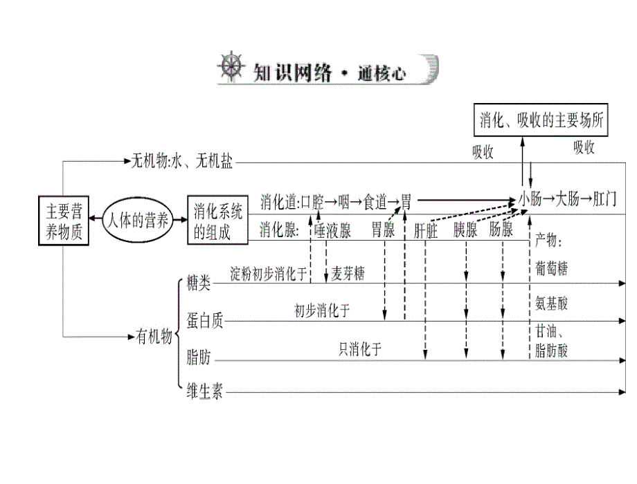 中考风向标中考生物复习课件人体的营养_第3页