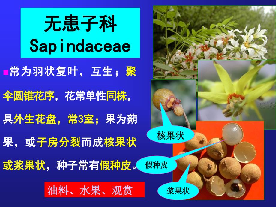 树木学课件：45无患子科 SAPINDACEAE_第1页