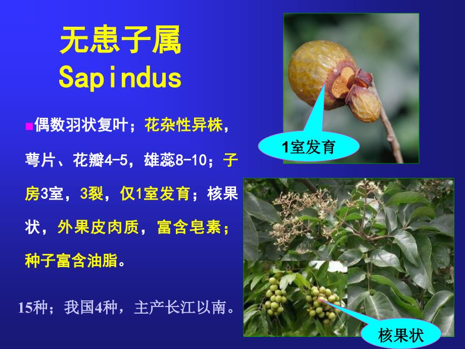 树木学课件：45无患子科 SAPINDACEAE_第2页