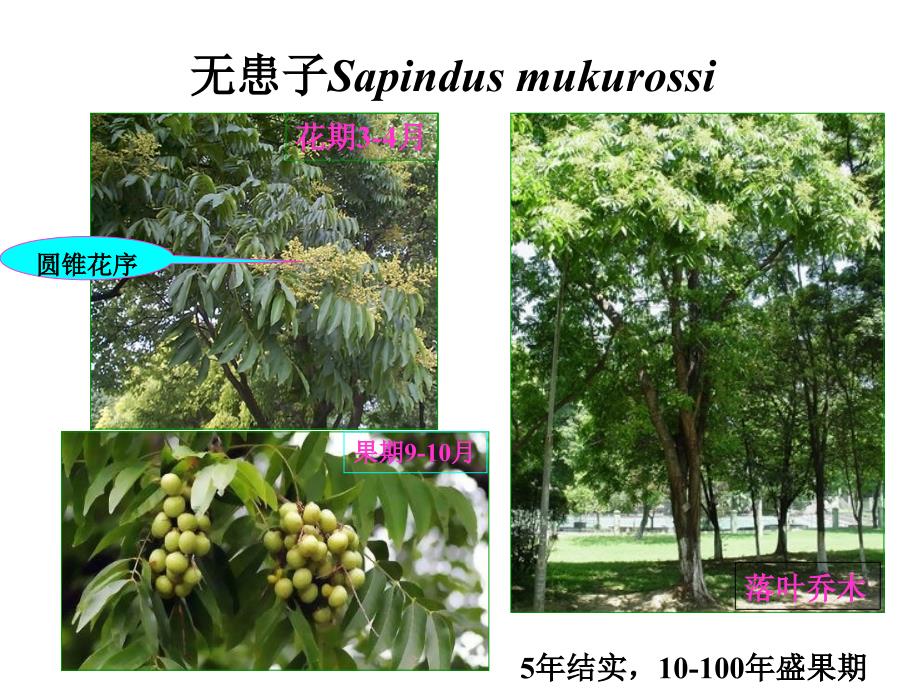 树木学课件：45无患子科 SAPINDACEAE_第3页