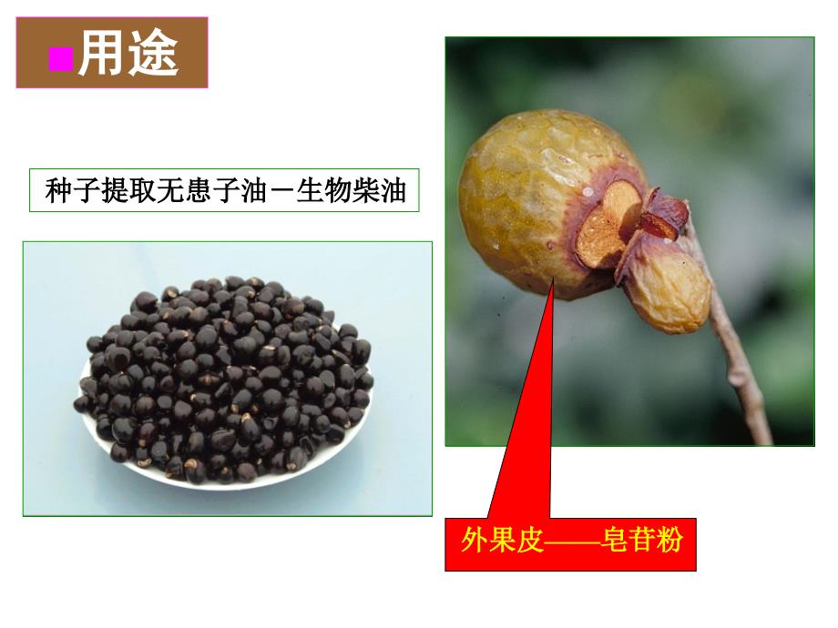 树木学课件：45无患子科 SAPINDACEAE_第4页