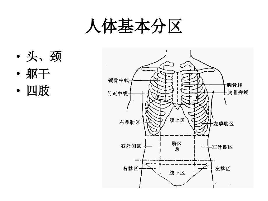 局解课件理论课局部解剖学_第3页