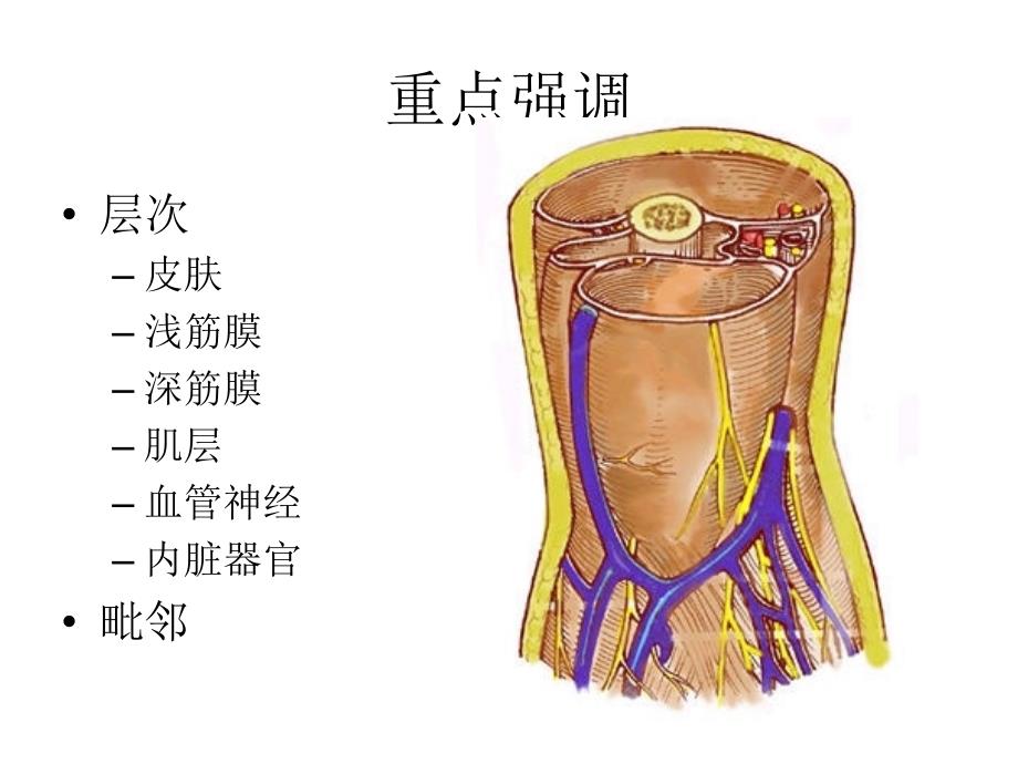 局解课件理论课局部解剖学_第4页