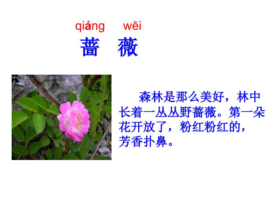 《妈妈我不是最弱小的》.ppt_第3页