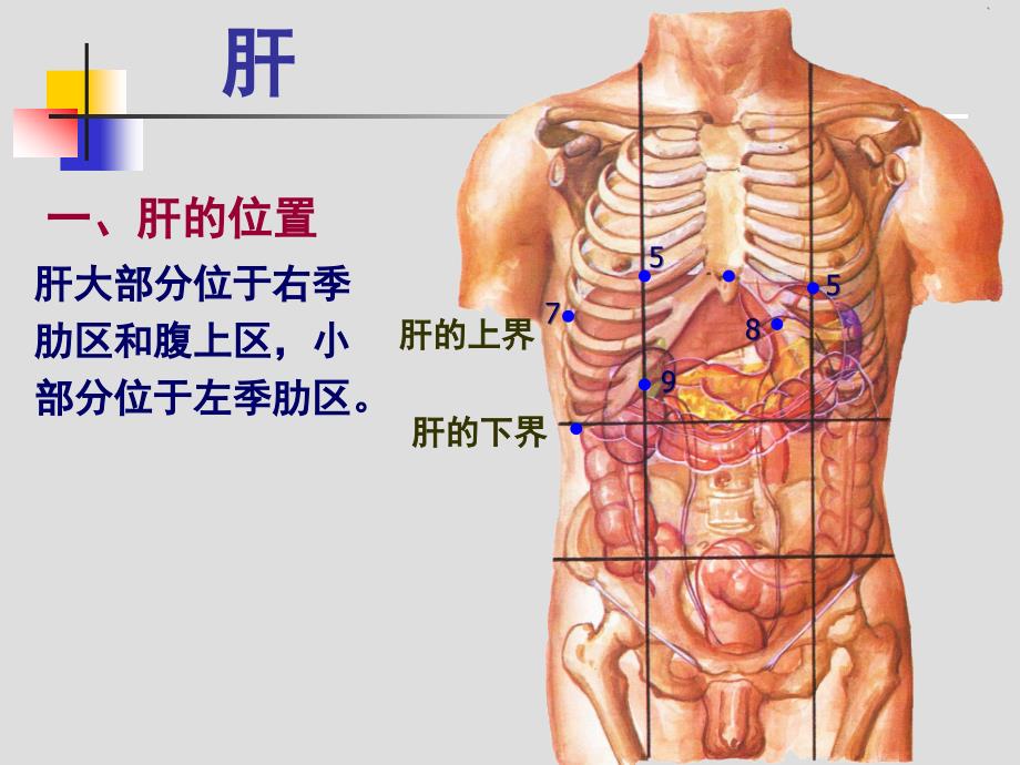 肝胆、门静脉解剖_第2页