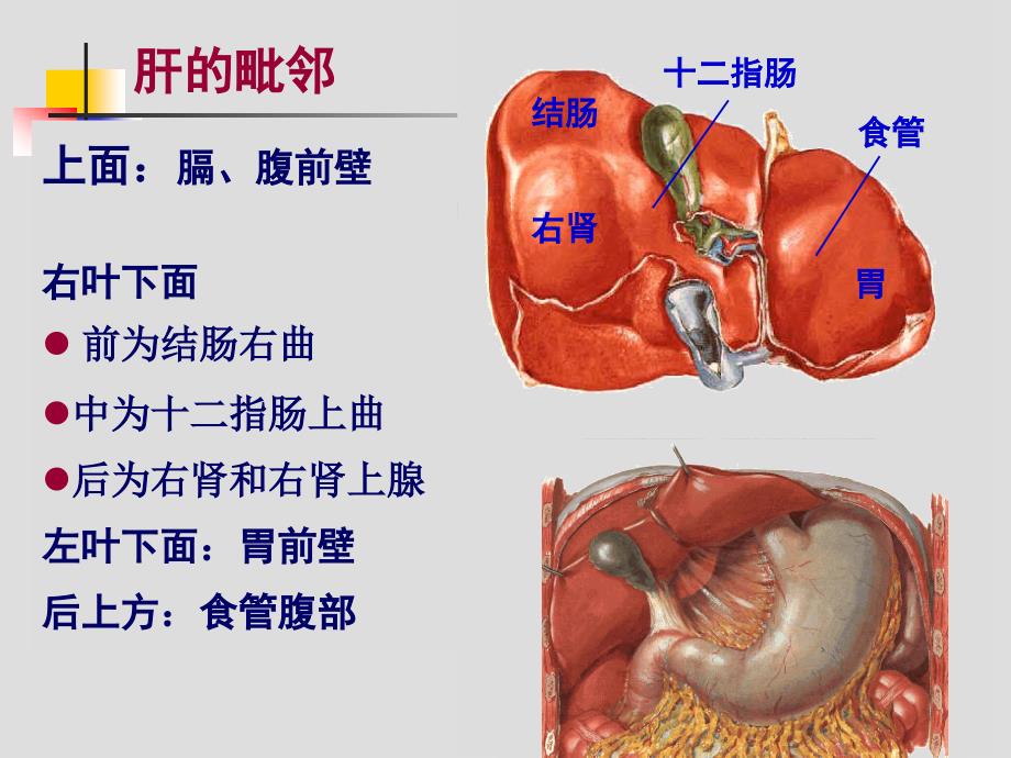 肝胆、门静脉解剖_第3页