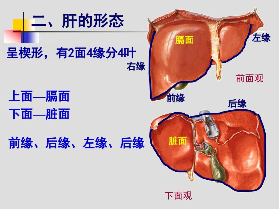 肝胆、门静脉解剖_第4页