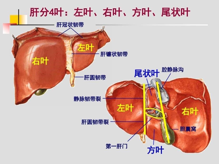 肝胆、门静脉解剖_第5页