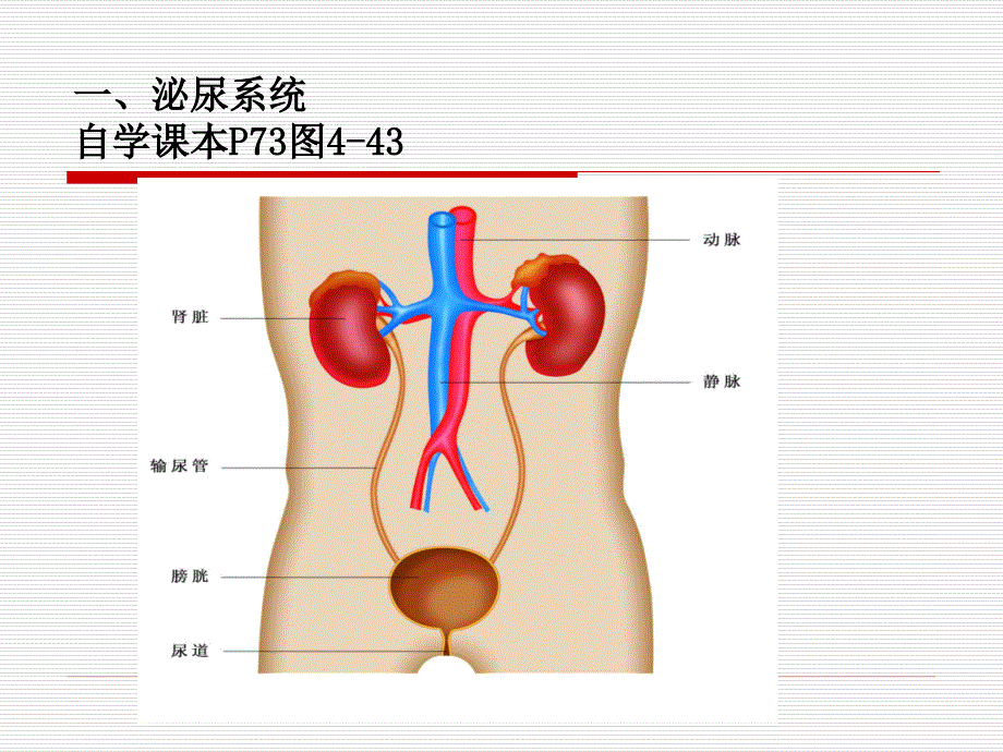 第2节尿液的形成教学16PPT_第4页