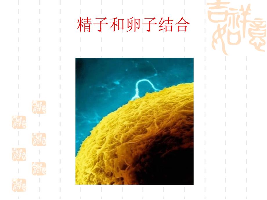 儿童心理发展的生物学基础_第3页