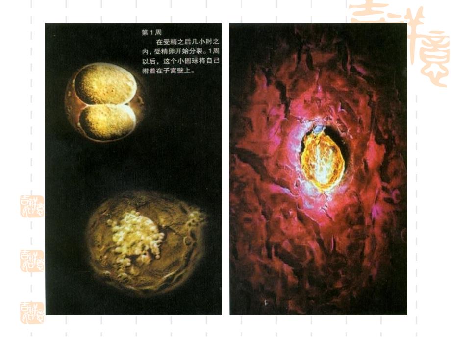 儿童心理发展的生物学基础_第4页