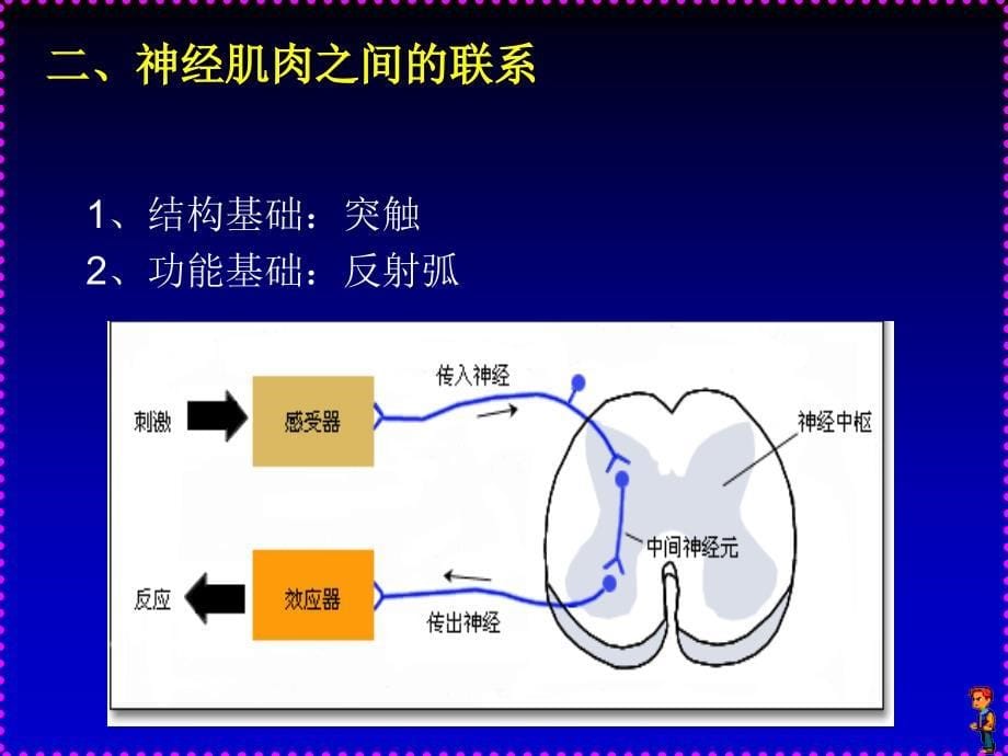 运动生理学3肌肉活动的神经控制_第5页