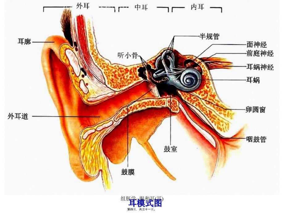 组胚学--眼和耳(耳)课件_第4页