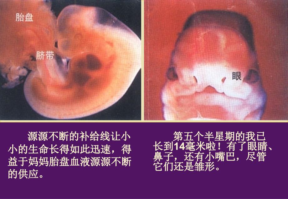 小学科学课件《我是怎样出生的》_第4页