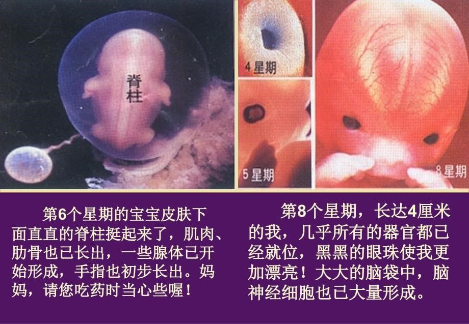 小学科学课件《我是怎样出生的》_第5页