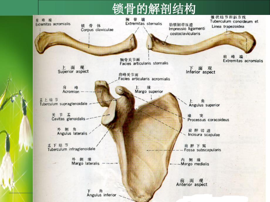 锁骨骨折的护理PPT课件_第4页