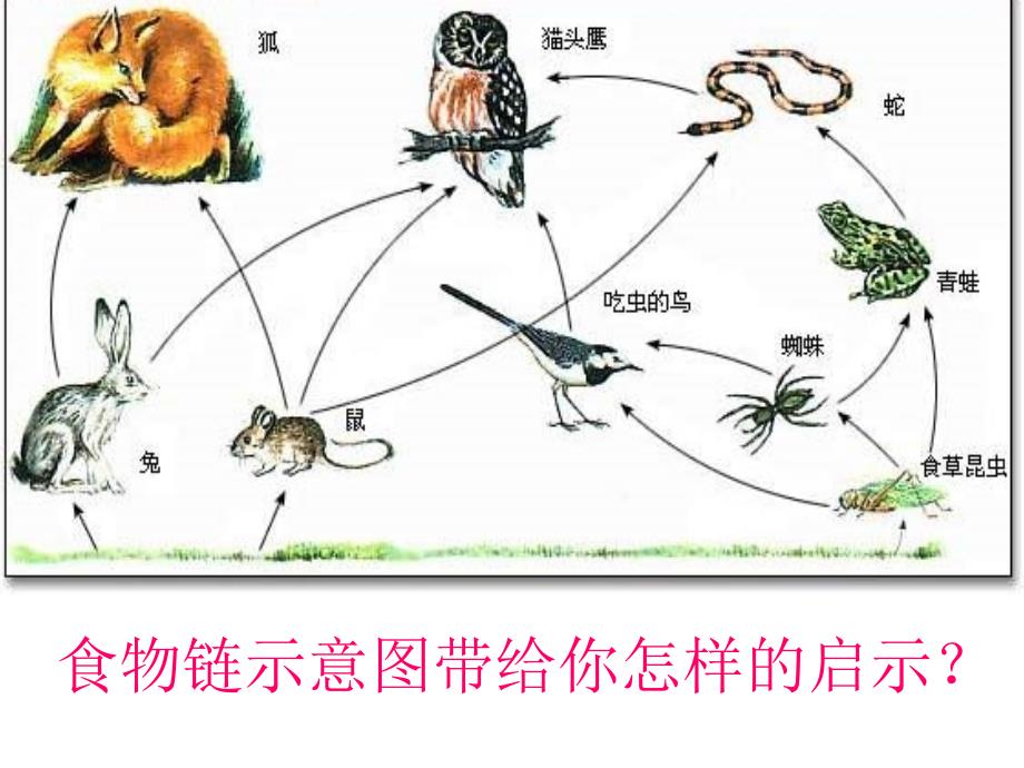 保护野生动物课件_第2页