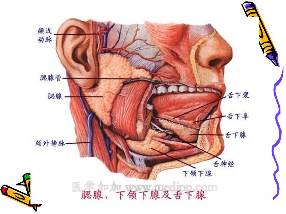 小学生如何防止流行性腮腺炎_第2页