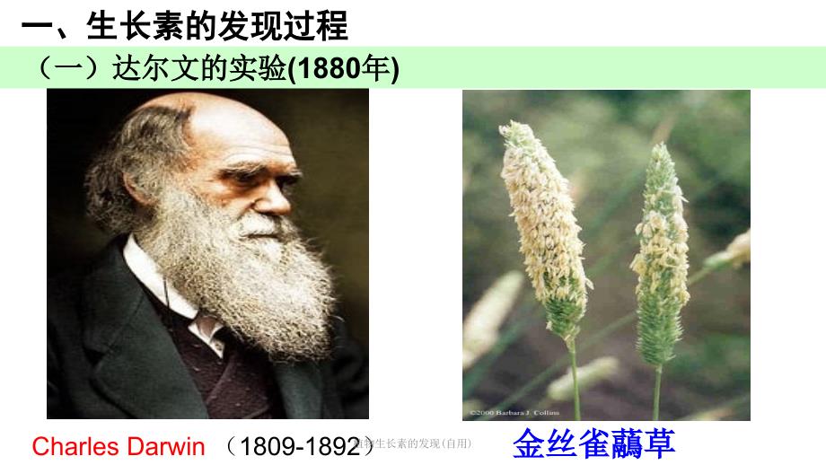 植物生长素的发现自用课件_第4页