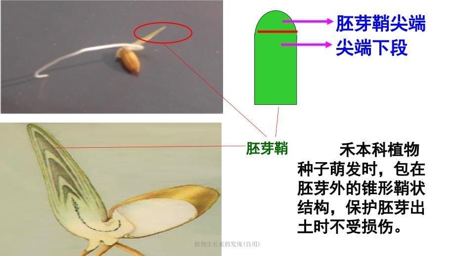 植物生长素的发现自用课件_第5页