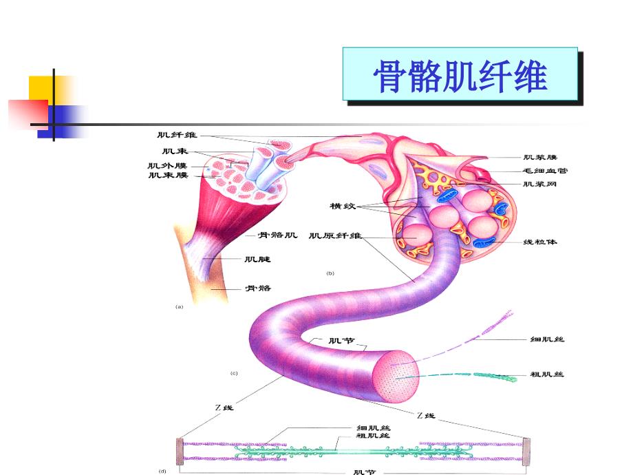 生理学教学课件：生理-肌细胞_第2页