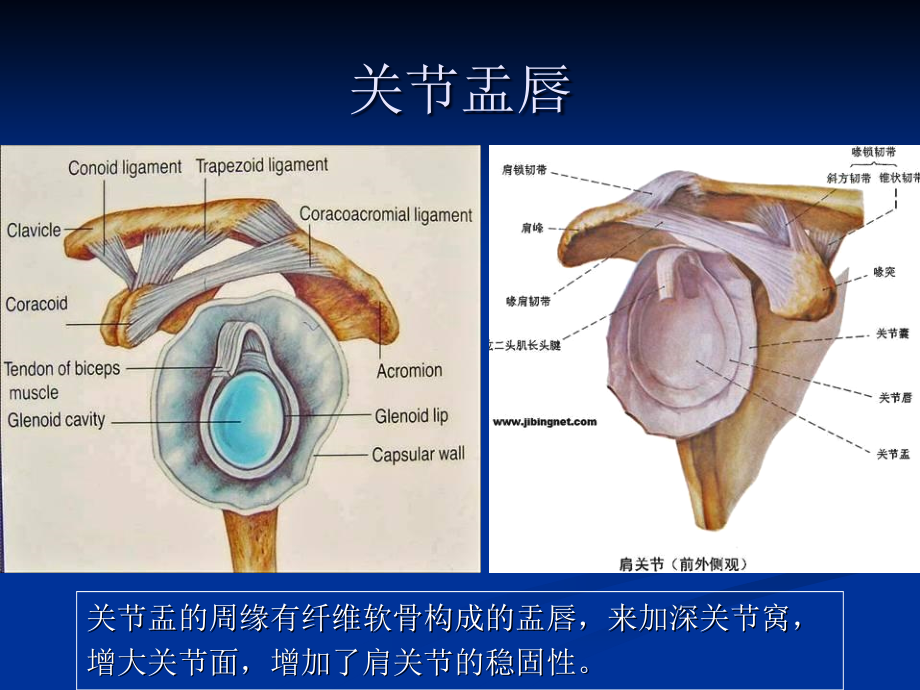 肩袖损伤的MRI诊断_第4页