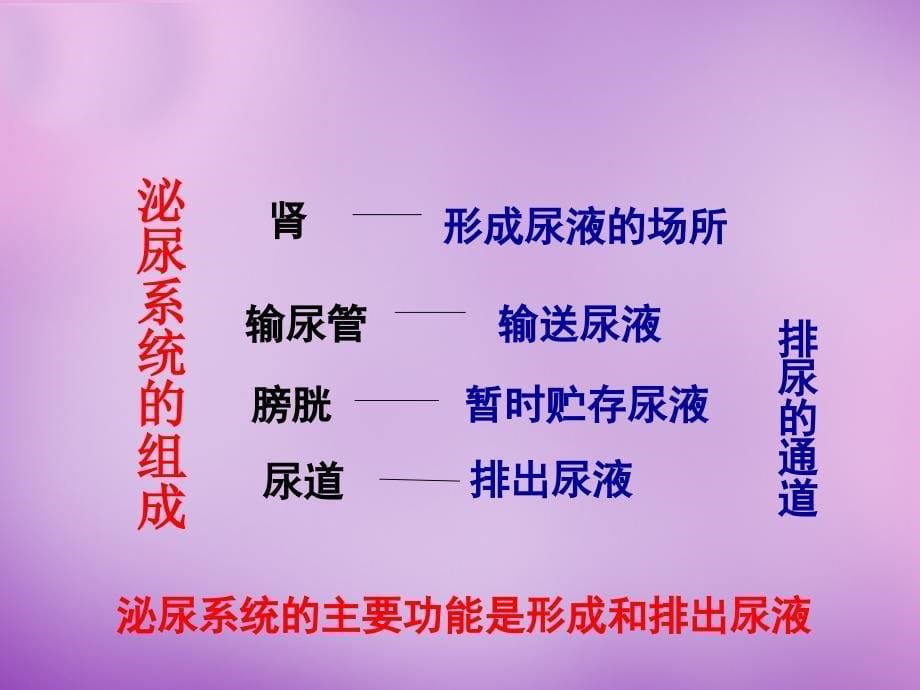 辽宁省灯塔市第二初级中学七年级生物下册 11.1 人体泌尿系统的组成课件 新版苏教版_第5页