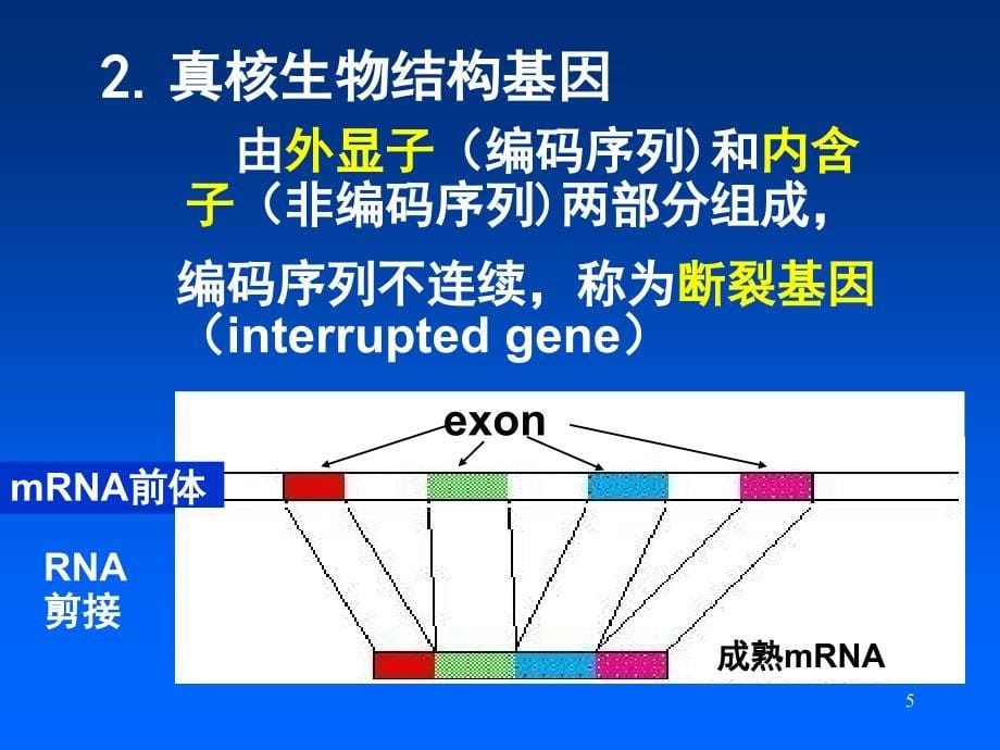 《基因与基因组》PPT课件_第5页