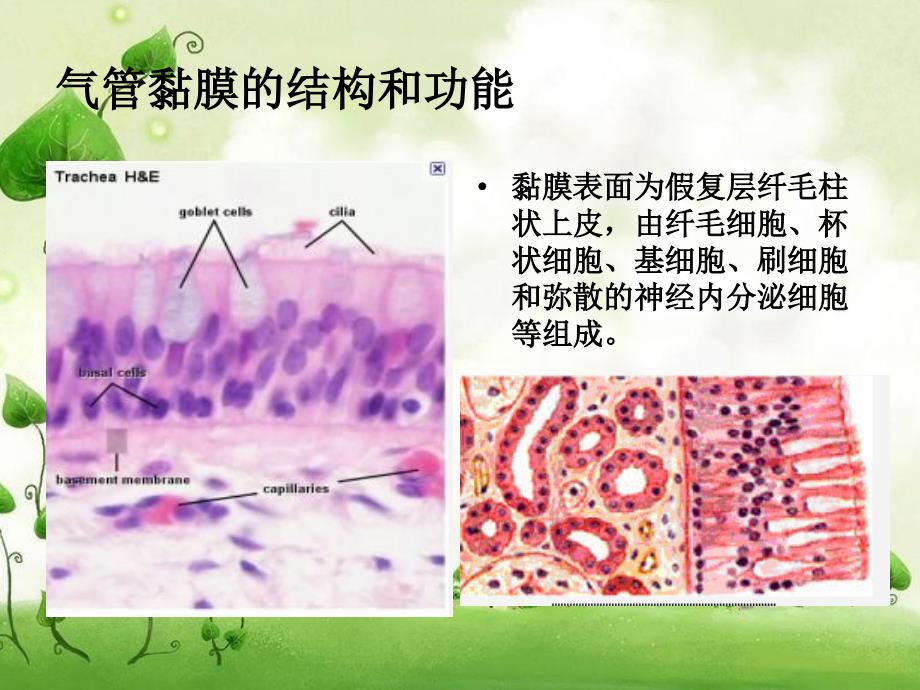 气道粘膜的功能与麻醉期间调控_第2页